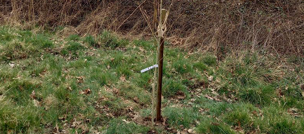 Affinity Water to plant nearly 19,000 new trees across its region this winter